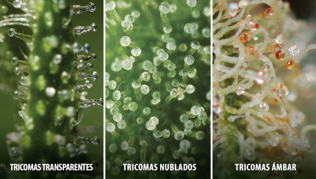 Cosecha tu cannabis autofloreciente: estados de los tricomas