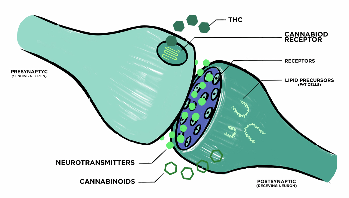 Non-marijuana cannabinoids: endocannabinoid system Non-marijuana cannabinoids: endocannabinoid system