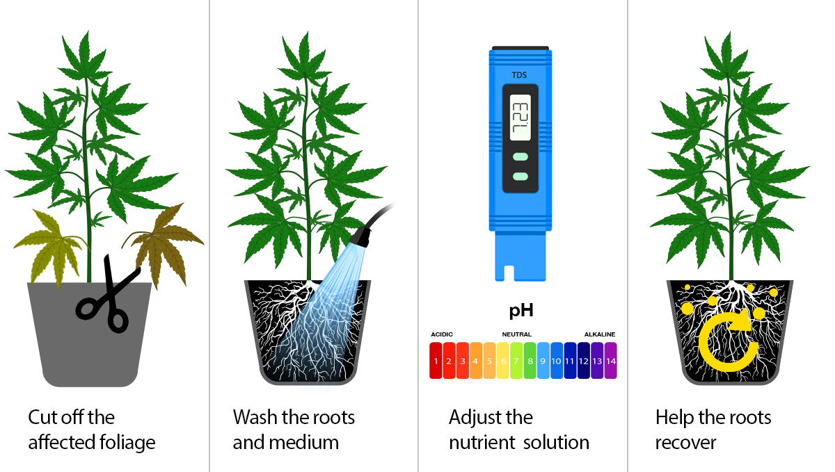 What Is Overfeeding: 4 steps to deal with nute burn