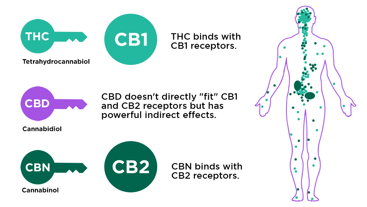 What receptors does THC and CBD bind with