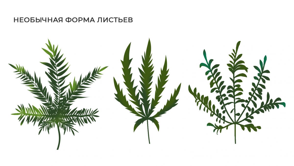 2.jpg Распространенные мутации: необычная форма листьев
