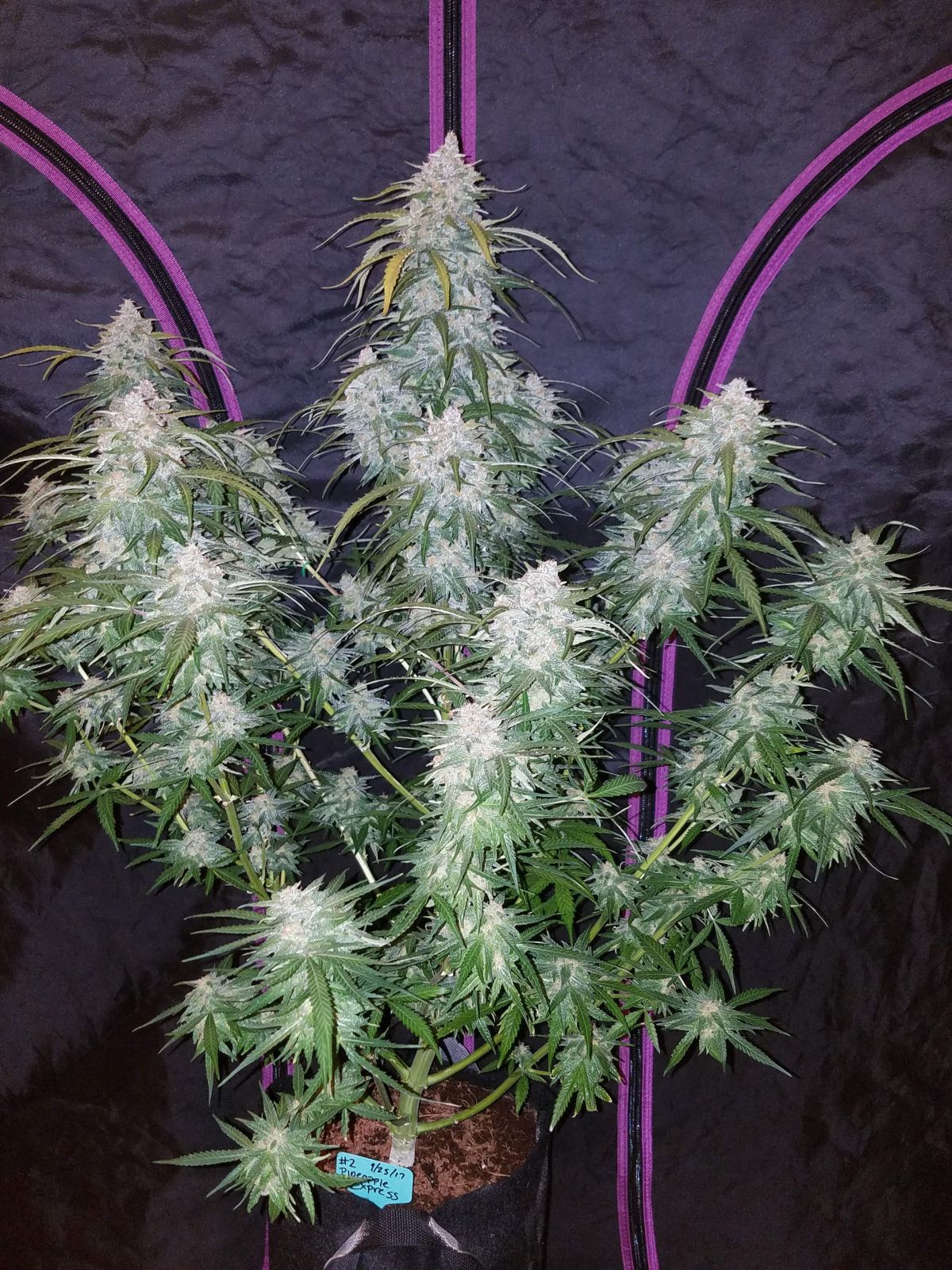 fast-buds-pineapple-express.jpg Fast Buds Pineapple Express grown indoors