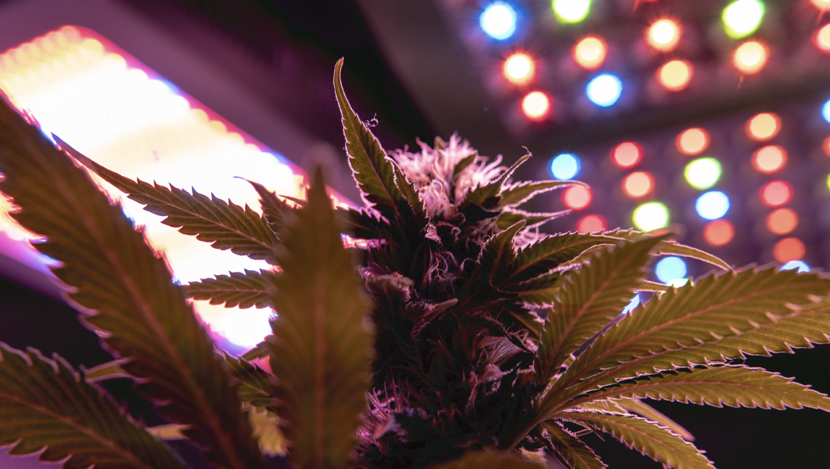Grow Autoflowers with LEDs: leds with better features Grow Autoflowers with LEDs: leds with better features