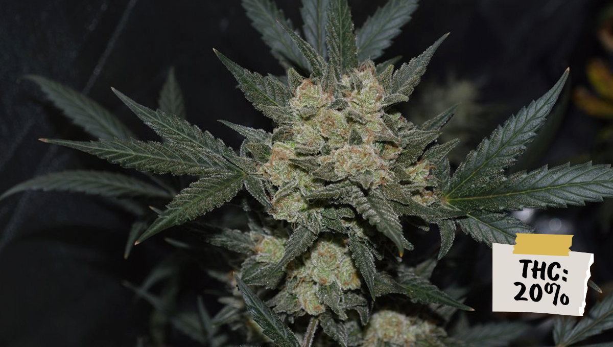 Are autos potent?: girl scout cookies auto