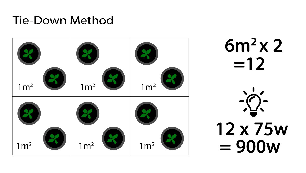 How many autoflowers in a square meter: Wattage needed when tying branches How many autoflowers in a square meter: Wattage needed when tying branches