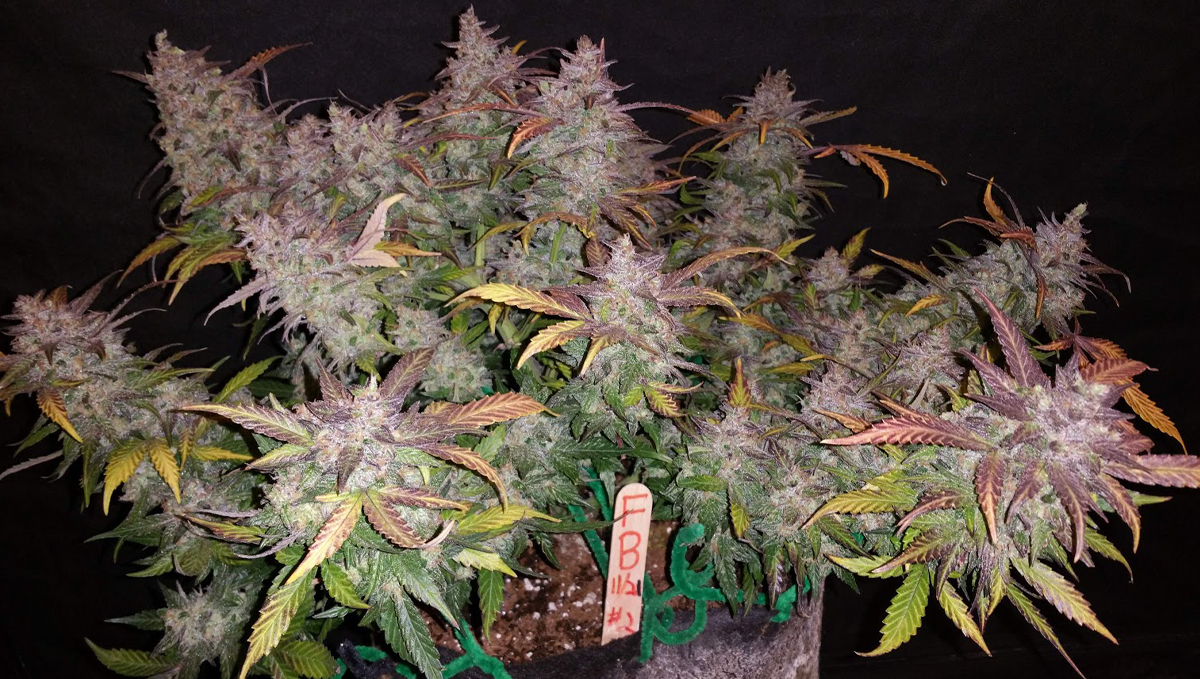 5 самых коротких автоцветов: fastberry auto Five shortest autoflower strains: fastberry auto