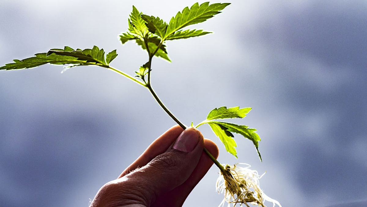 Mother plant care: clone the plant Mother plant care: clone the plant