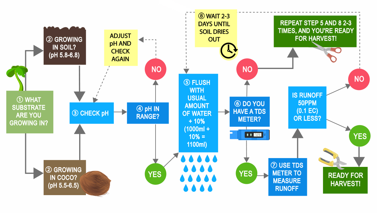How to flush autoflowers: how to flush autoflowering cannabis Come sciacquare i fiori autofiorenti: come sciacquare la cannabis autofiorente