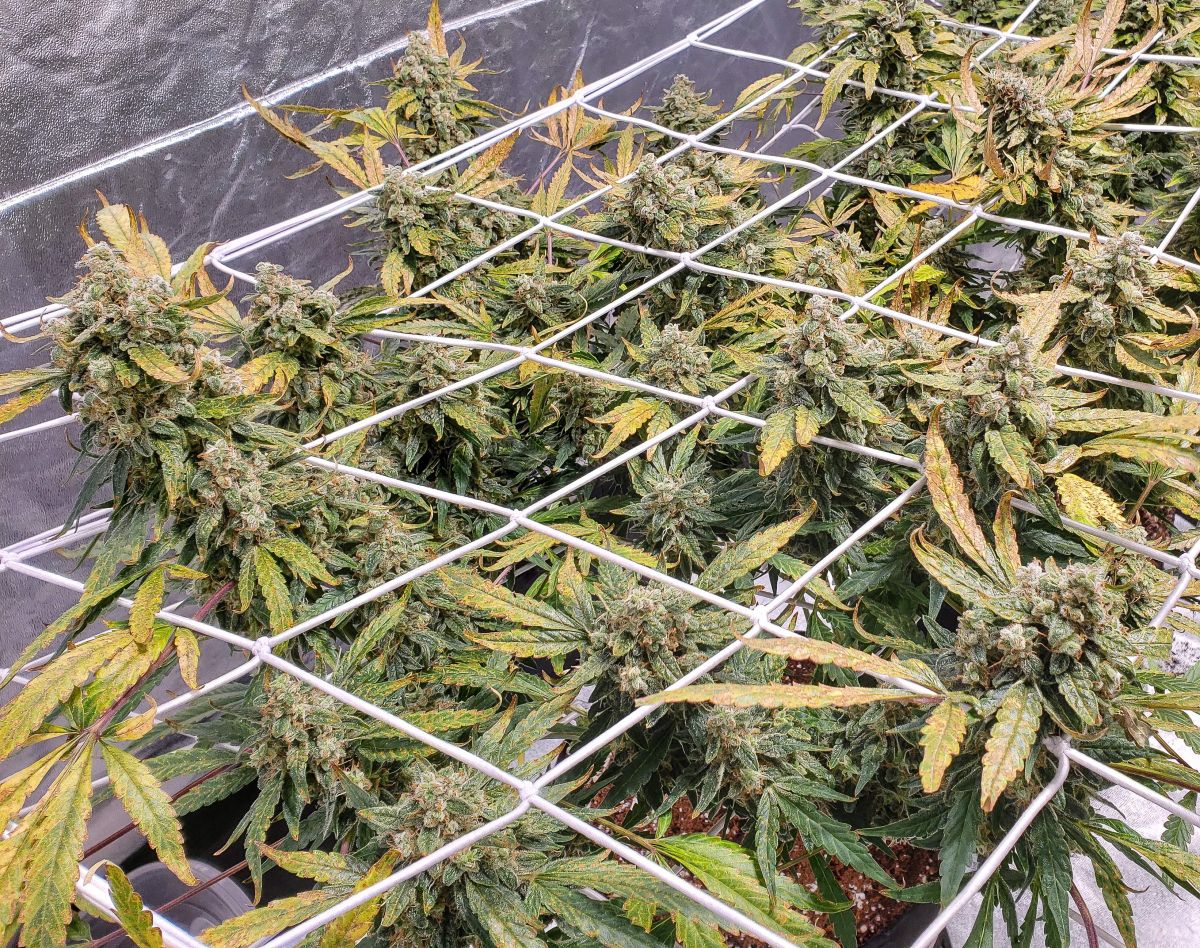 JohnnyBlaz3smoothie.jpg SmoothieAuto by JohnnyBlaz3