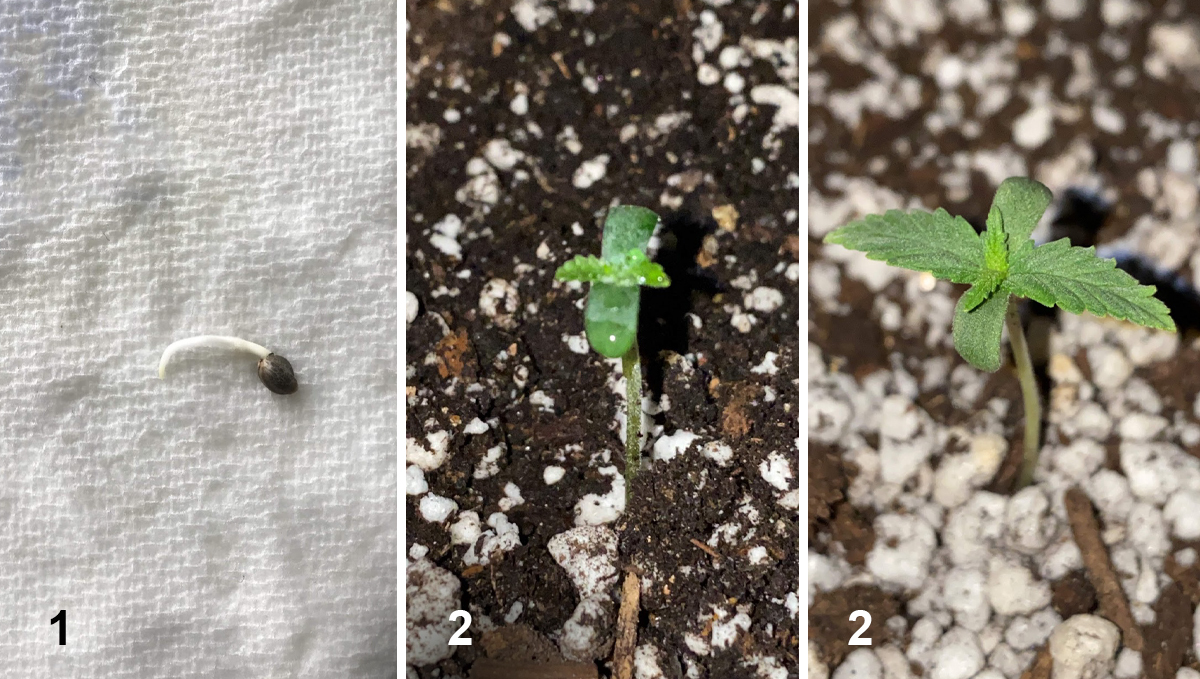 Northern Lights: week 1 Northern Lights: week 1