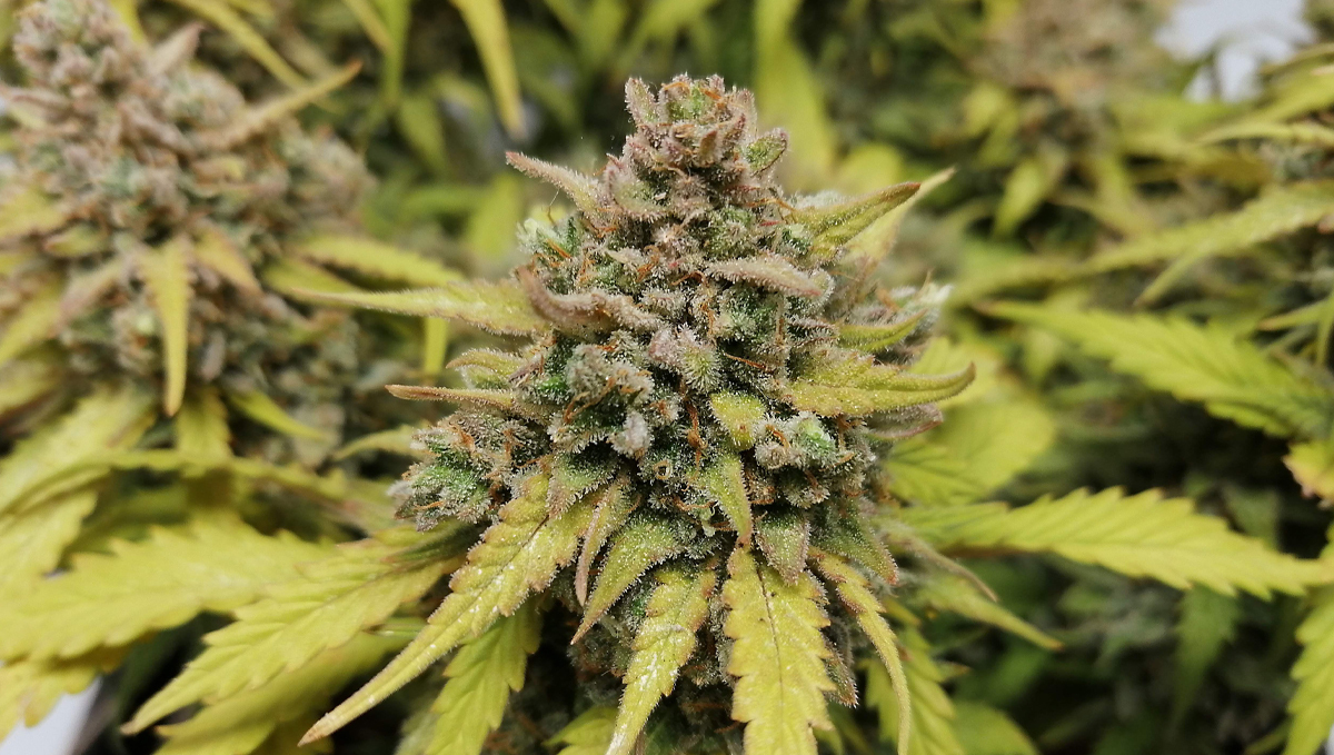 Top 10 cheap seeds: amnesia haze auto Top 10 cheap seeds: amnesia haze auto