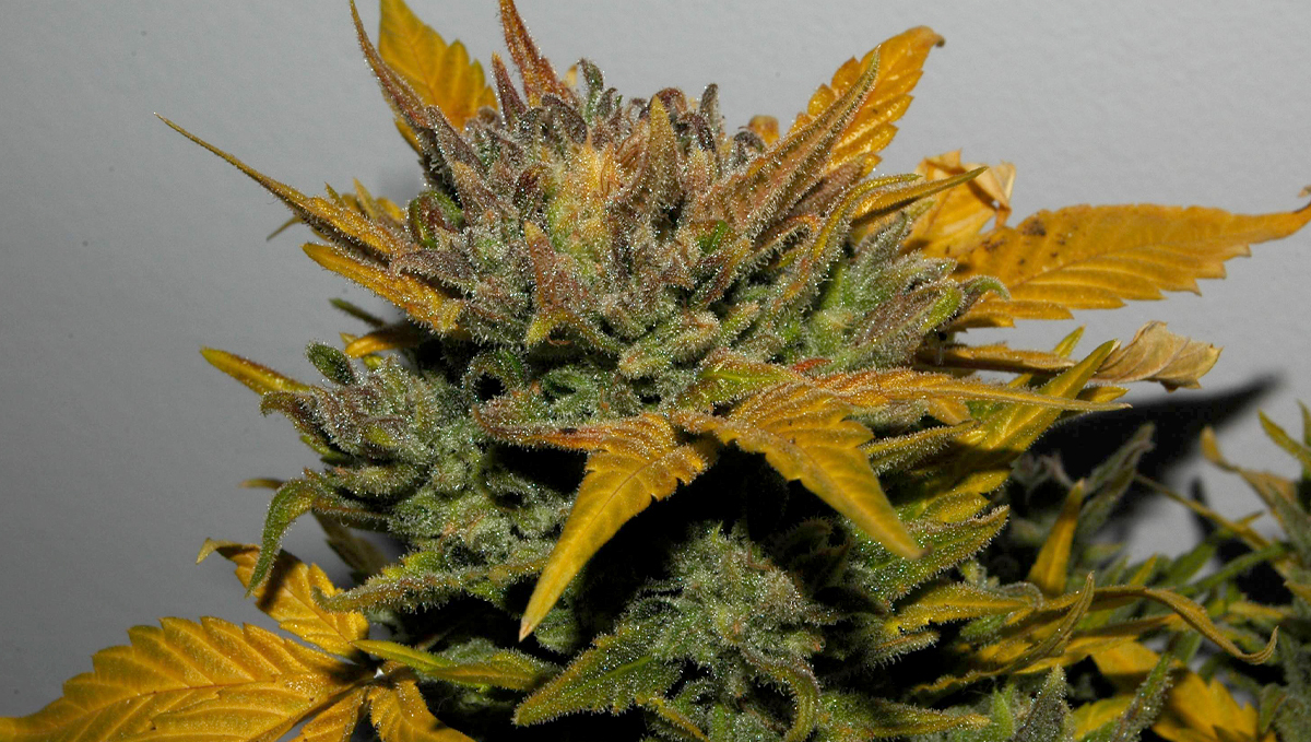 Top 10 cheap seeds: northern lights auto Top 10 cheap seeds: northern lights auto