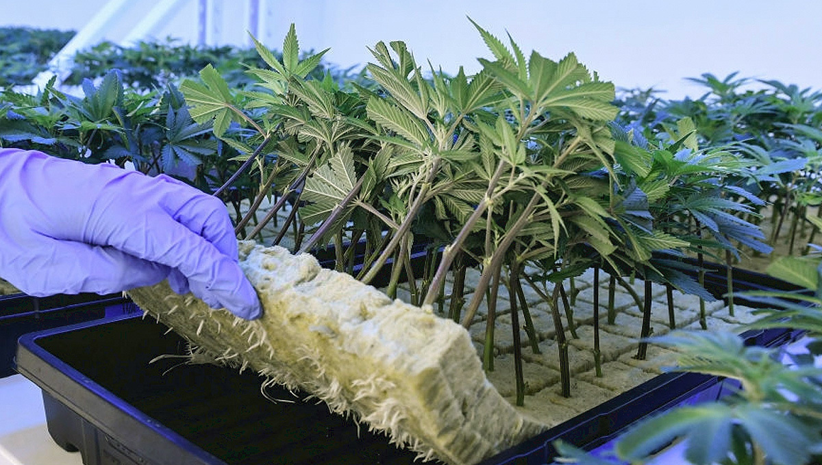 Using Feminized seeds or clones Utilisation de graines féminisées ou de clones