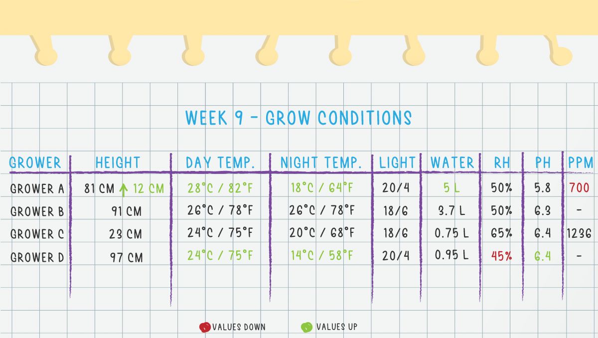 Orange Sherbet Auto Cannabis Strain Week-by-Week Guide: Week 9 grow conditions Orange Sherbet Auto Cannabis Strain Week-by-Week Guide: Week 9 grow conditions