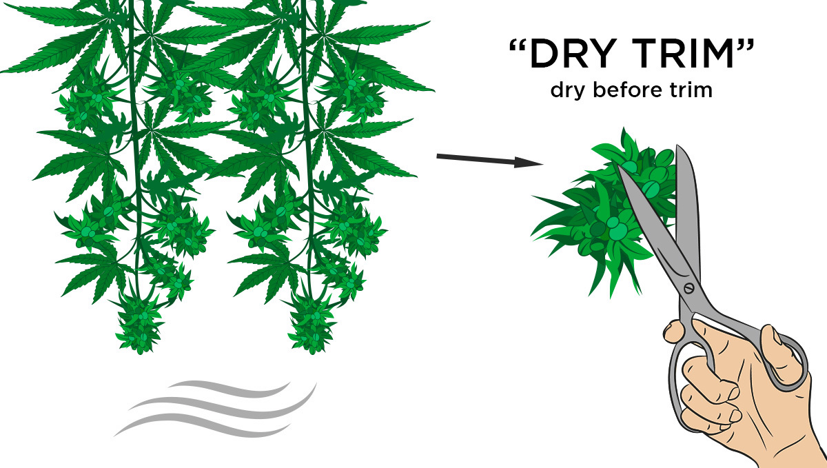 Dry trimming Cannabis plant