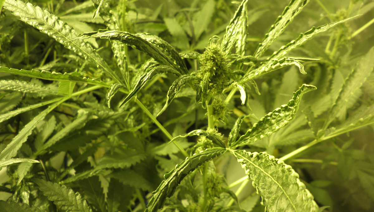 Broad mites: symptoms Broad mites: symptoms