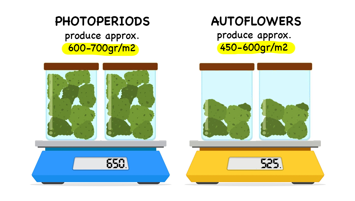 Photoperiods vs Autoflowers: Erträge Photoperiods vs Autoflowers: Erträge