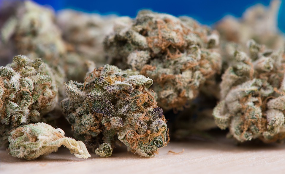 fastbuds flowers.jpg