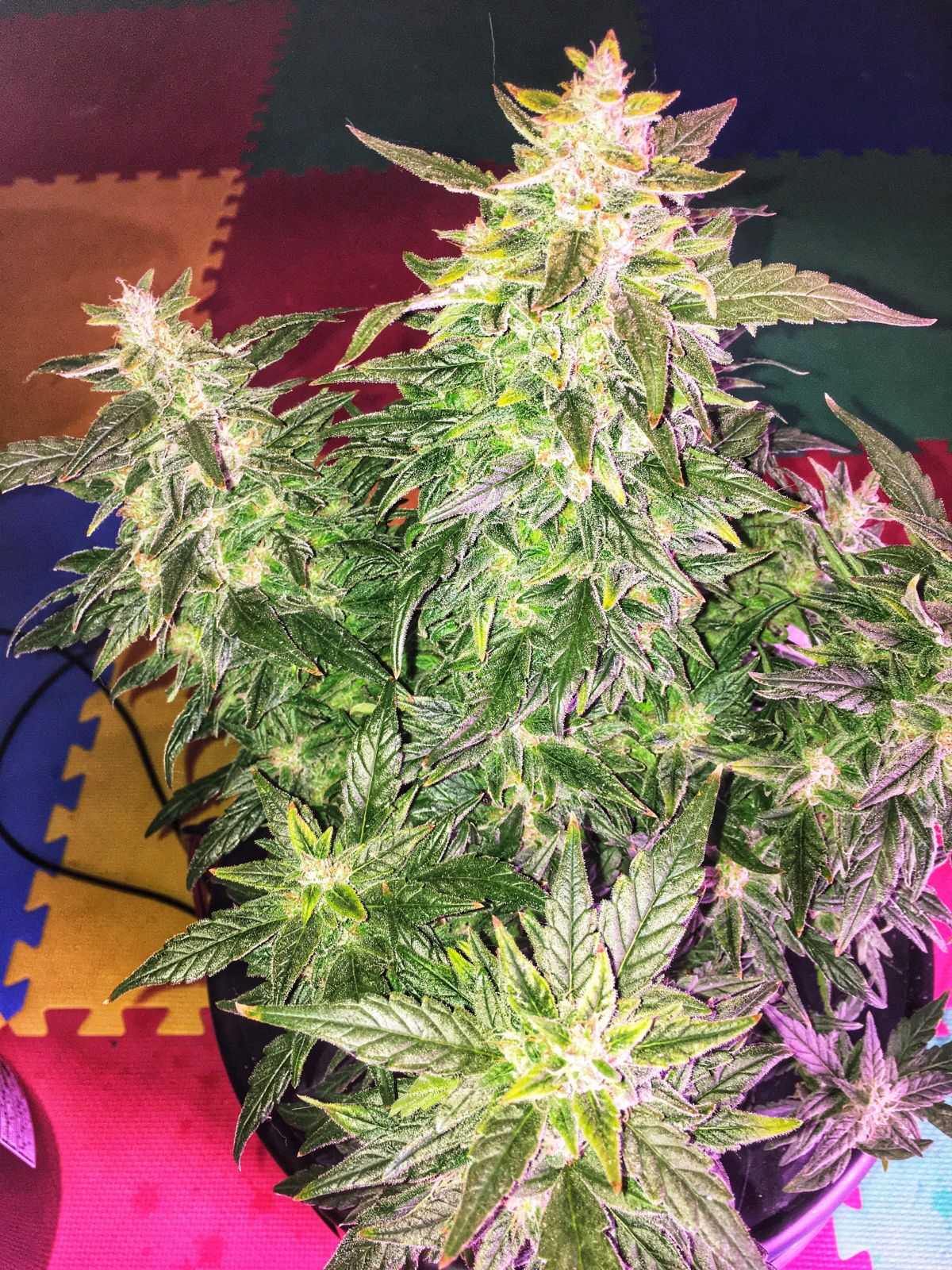 Fastbuds Z by thebudwhisperer