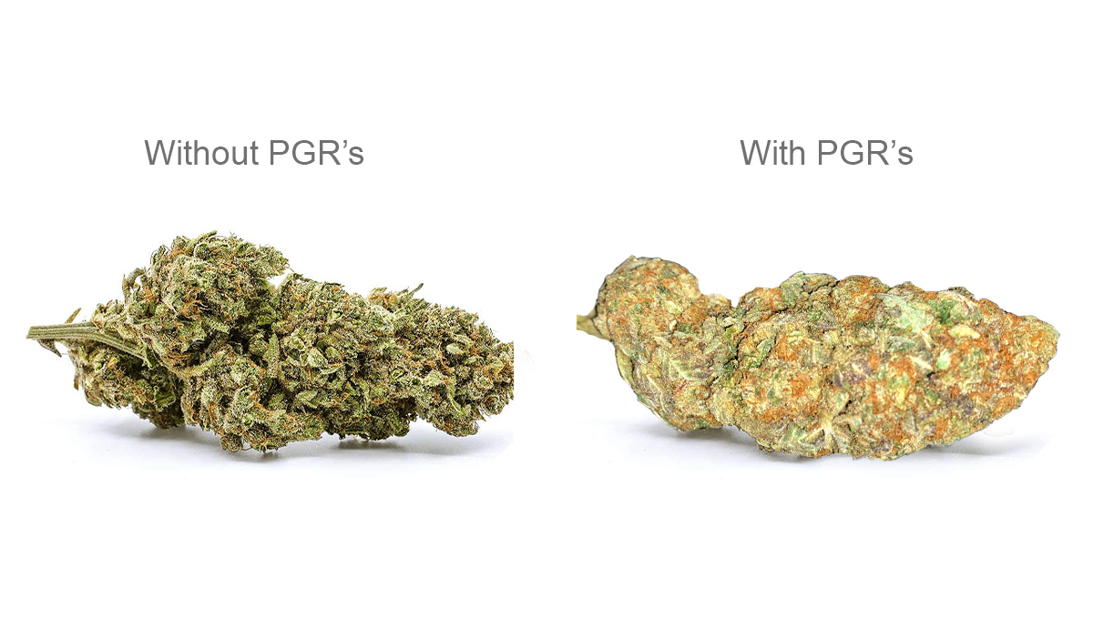 What are synthetic pgrs: differences What are synthetic pgrs: differences