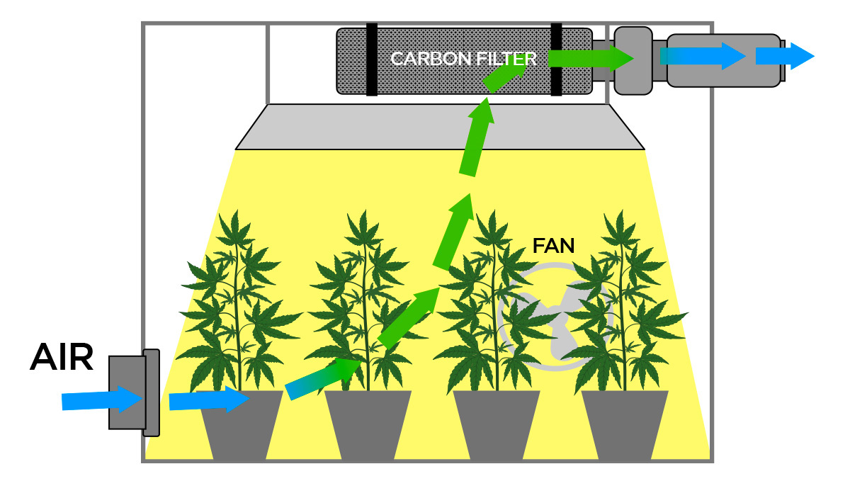 Dein Leitfaden zur Cannabis-Blüte: Aktivkohlefilter Dein Leitfaden zur Cannabis-Blüte: Aktivkohlefilter