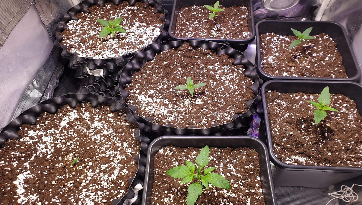 Northern Lights: week 2 Northern Lights: week 2