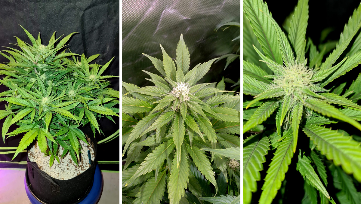 AK auto cannabis strain: week 6