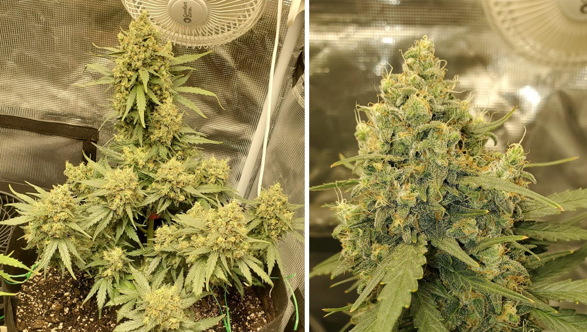 How to tell when autoflower is flowering: week 8 How to tell when autoflower is flowering: week 8
