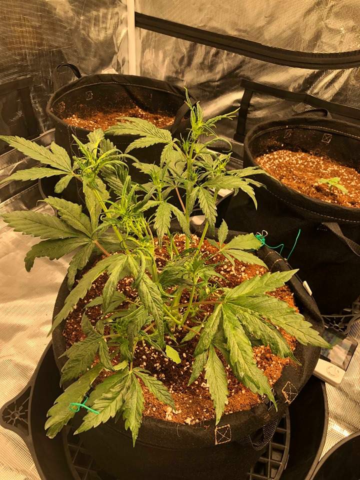 tripleseaslsd-25-autofastbudslsd-25.jpg LSD by tripleseas