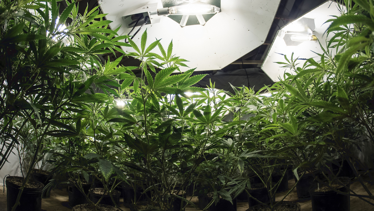 Wie man die Buds verdickt: Lichtintensität