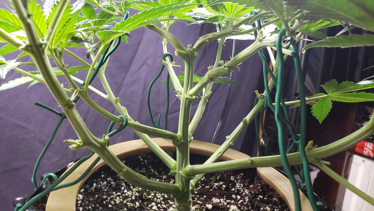 Strawberry Pie Auto Cannabis Strain Week-by-Week Guide: A 4-week-old lollipopped autoflower