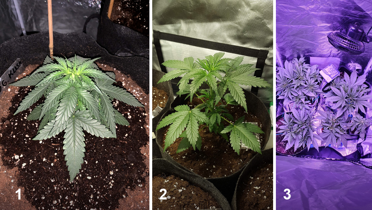 OG Kush Auto: week 3 OG Kush Auto: week 3