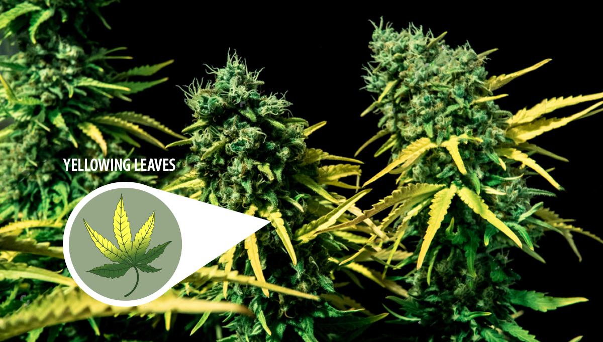 Harvest Your Autoflowering Cannabis: yellowing leaves Harvest Your Autoflowering Cannabis: yellowing leaves