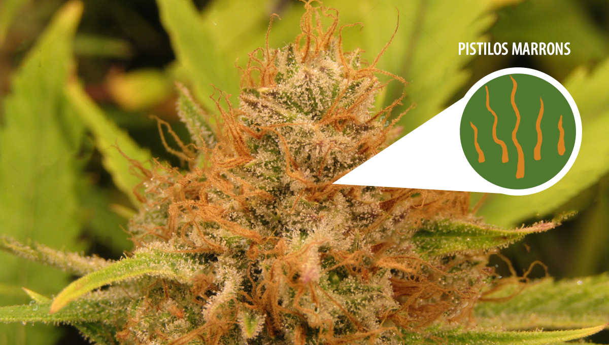 Colher a sua cannabis autoflorescente: pistilos marrons Colher a sua cannabis autoflorescente: pistilos marrons