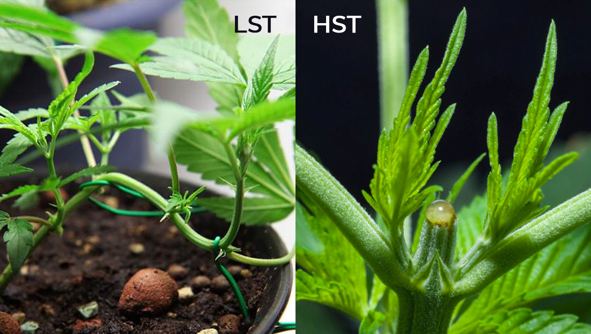 How to grow your own cannabis bonsai: lst vs hst How to grow your own cannabis bonsai: lst vs hst