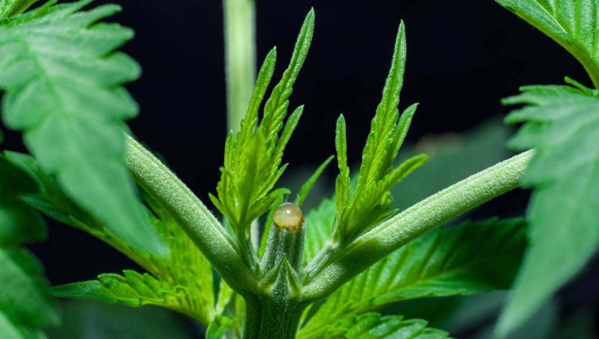 Topping um die Erträger deiner Autoflowers zu steigern Topping um die Erträger deiner Autoflowers zu steigern