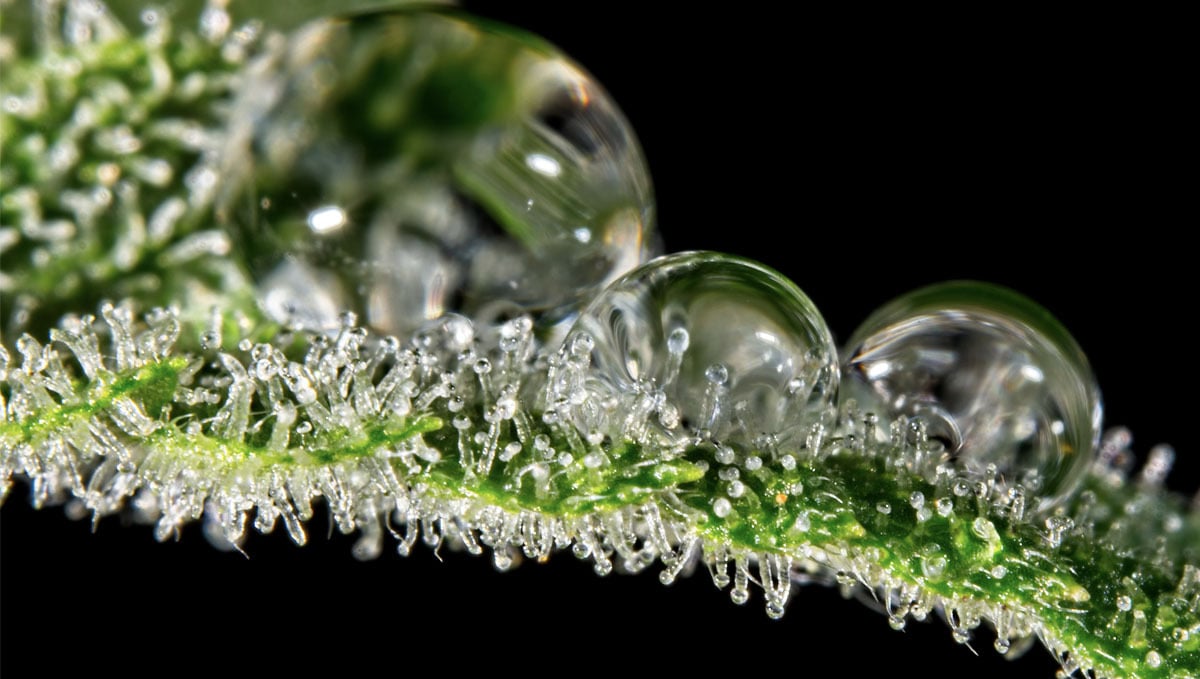 Vapor pressure deficit: what is it?