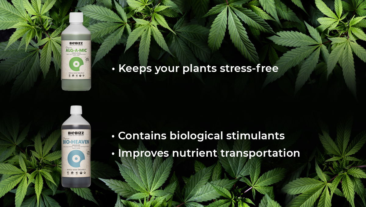 Biobizz feeding schedule: alg-a-mic and bio heaven Biobizz feeding schedule: alg-a-mic and bio heaven