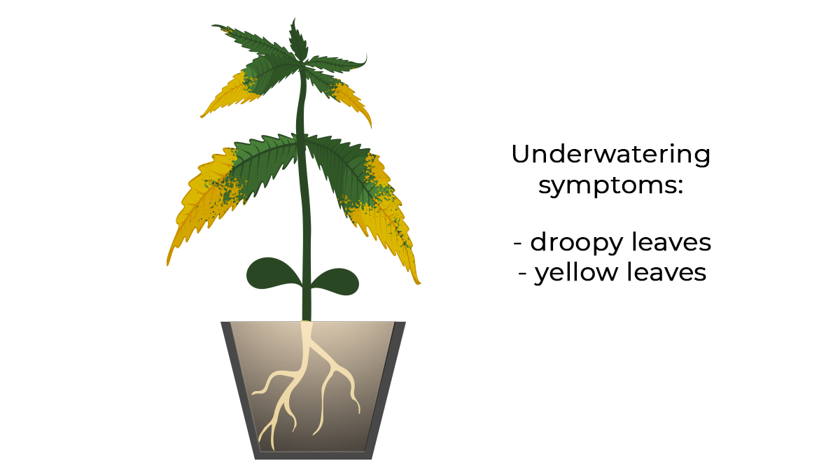 Common cannabis seedling problems: underwatering Problèmes courants liés aux semis de cannabis: manque d'eau