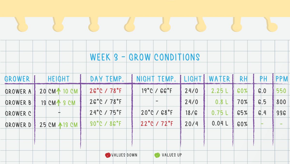Orange Sherbet Auto Cannabis Strain Week-by-Week Guide: Week 3 grow conditions Orange Sherbet Auto Cannabis Strain Week-by-Week Guide: Week 3 grow conditions
