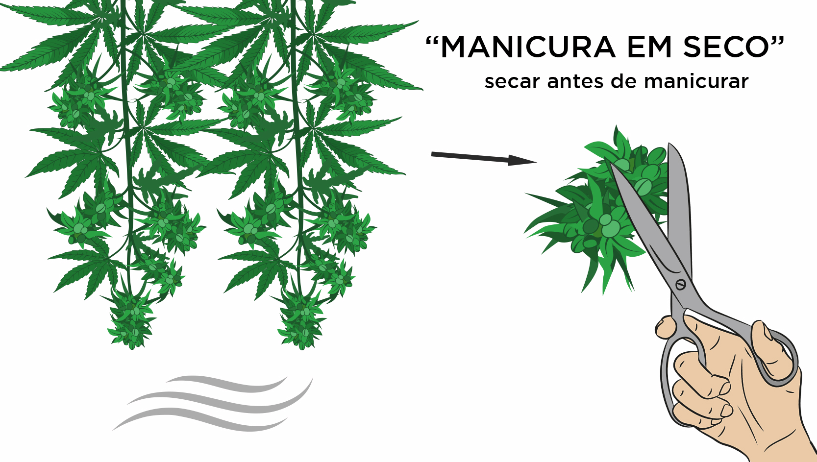 Como colher autoflorescentes: manicura a seco