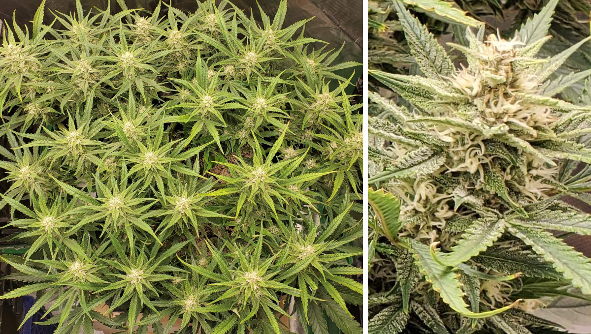Gelato Auto Cannabis Strain Week-by-Week Guide: A multi-top weed plant seen from above and a close-up of a resinous cola Gelato Auto Cannabis Strain Week-by-Week Guide: A multi-top weed plant seen from above and a close-up of a resinous cola