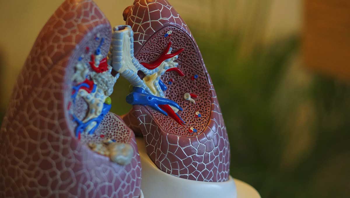 Truth or Myth: Does Coughing Get You Higher? The act of coughing plus the THC may create an illusion of a bigger high.