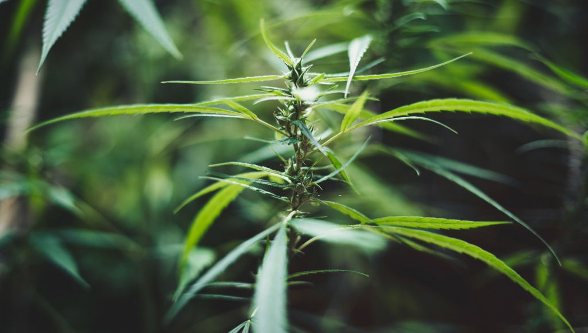 Cannabis Ruderalis Plant