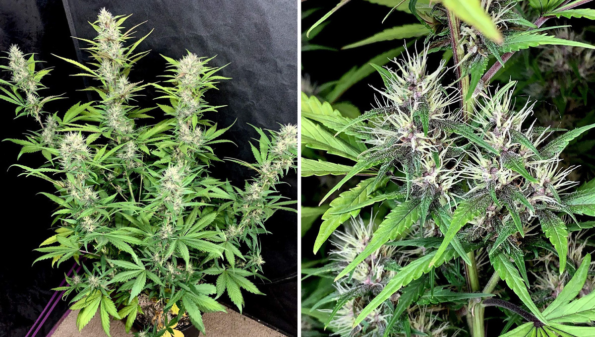 Basics of growing autos in soil: week 6 Basics of growing autos in soil: week 6