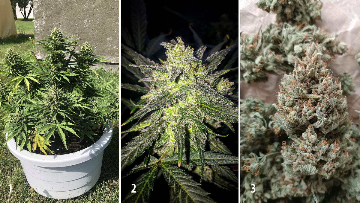 Amnesia Haze Auto: week 10 Amnesia Haze Auto: week 10