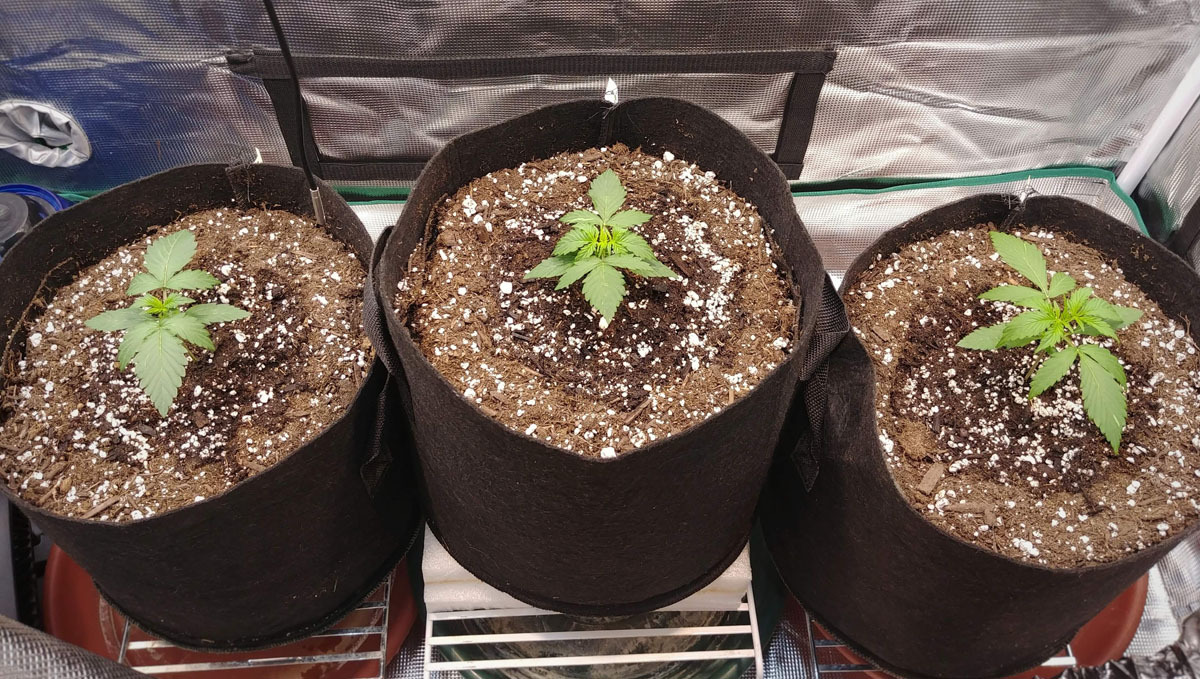 Wedding Cheesecake Auto grown in soil Wedding Cheesecake Auto grown in soil