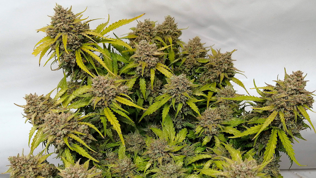 Strain History: Amnesia Haze: Original Auto Amnesia Haze