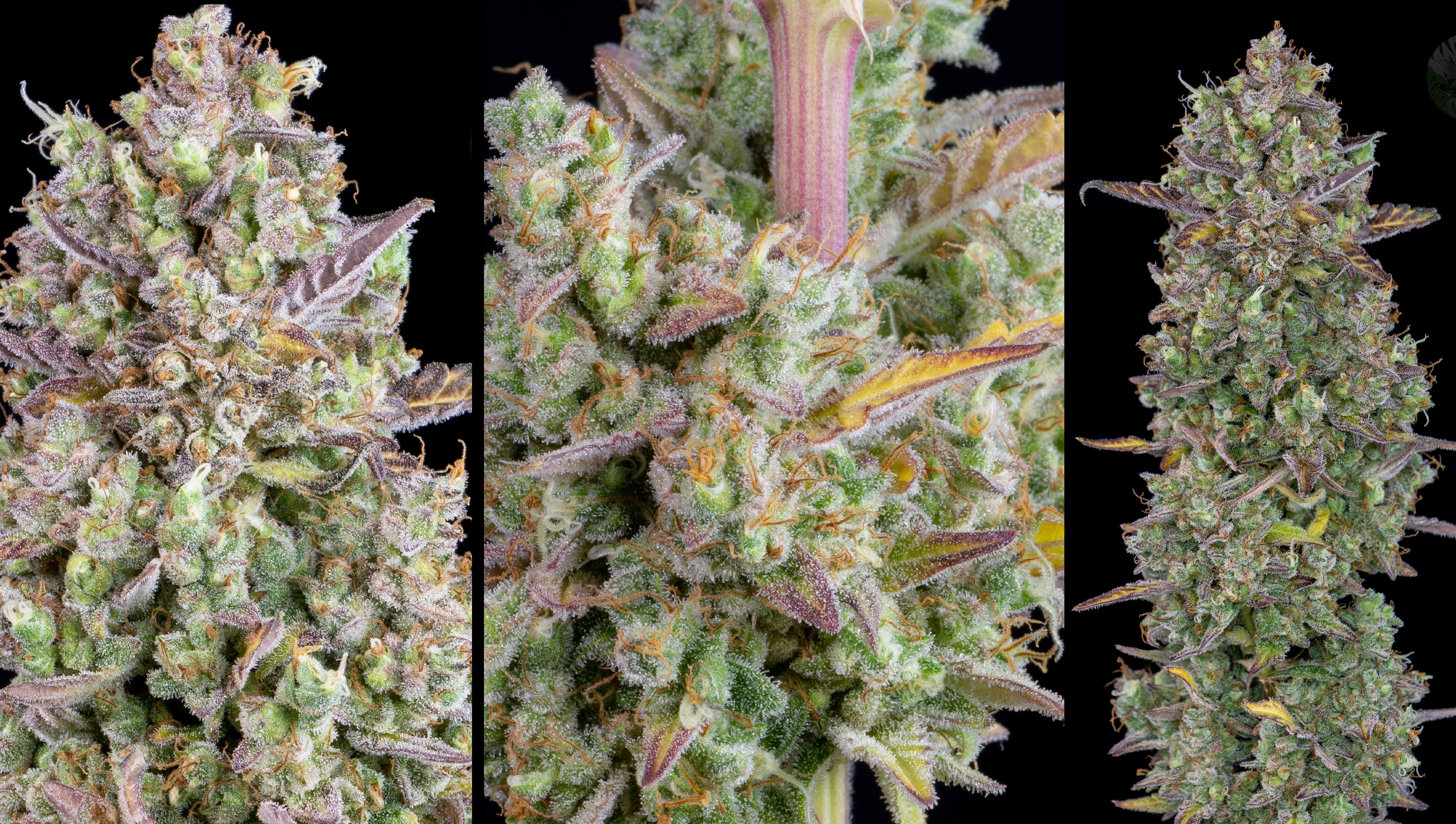 Flowers covered in trichomes Flowers covered in trichomes