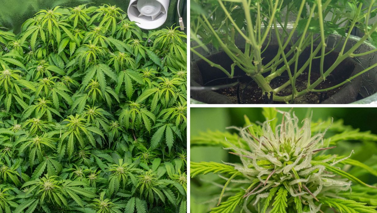 Gorilla Cookies Auto Cannabis Strain Week-by-Week Guide: Lollipopped but still dense